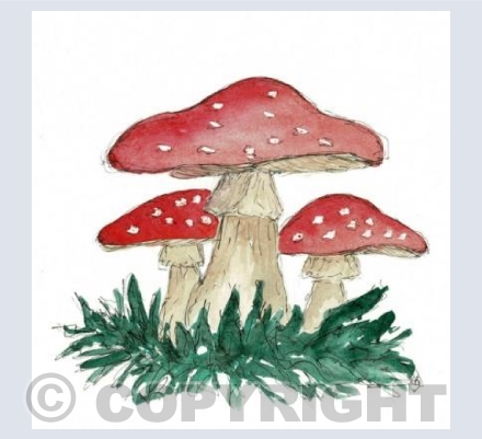 Toadstools 