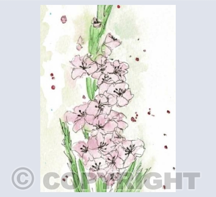 Gladioli Pink 