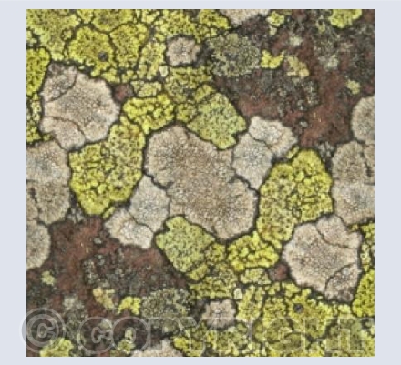 Lichen
