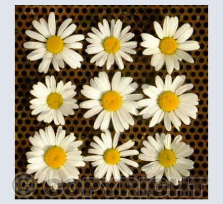 Iron and daisies