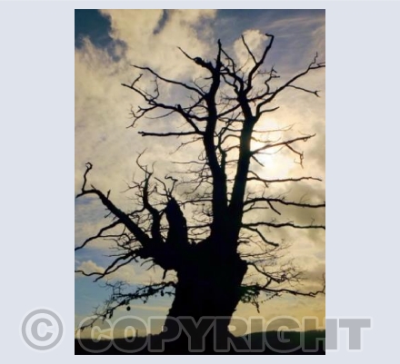 The Whiteleaved Oak