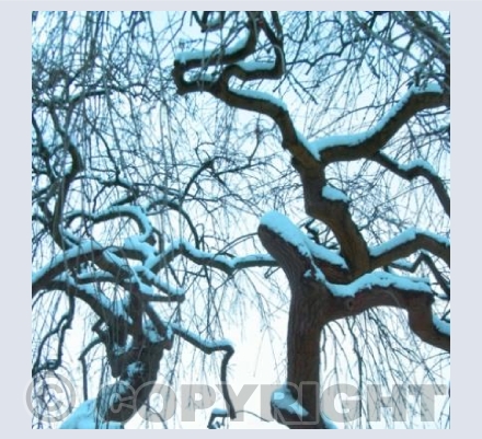Snow tree