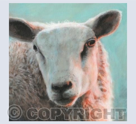 Sheep (dawn)