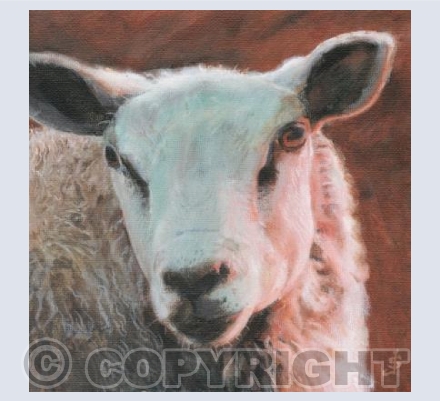 Sheep (dusk)