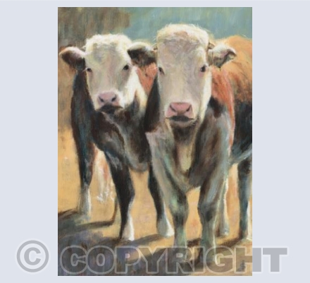 Two young Herefords