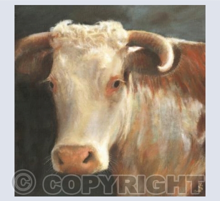 Hereford cow