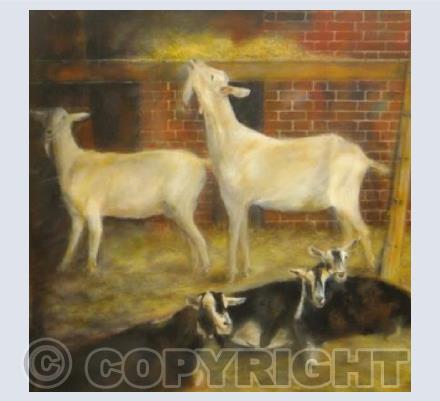 Five goats
