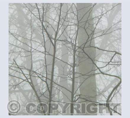 Mist