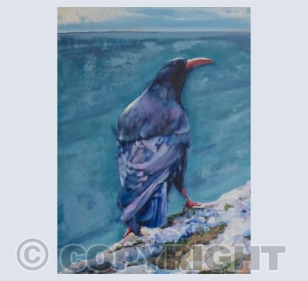 Chough