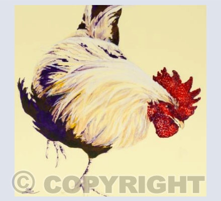 Bantam Cock