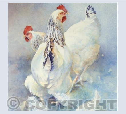 Sussex Hens