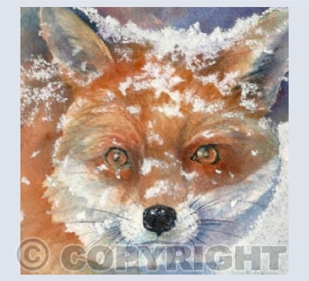 Snowy Coronet