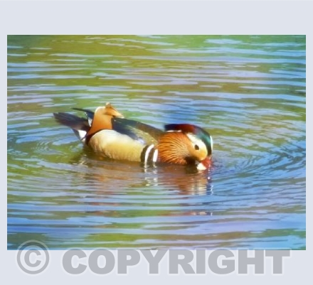 Duck On Water - Feeding