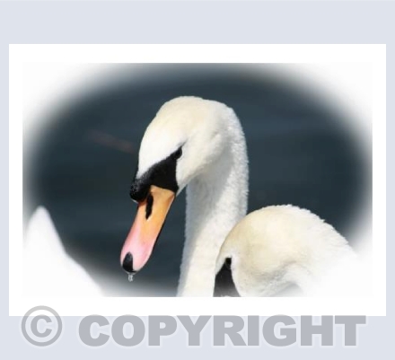 Swan - Drip Drip