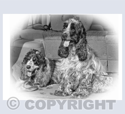 Twins Dogs In A Car