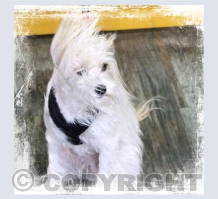 Hair Dryer Dog