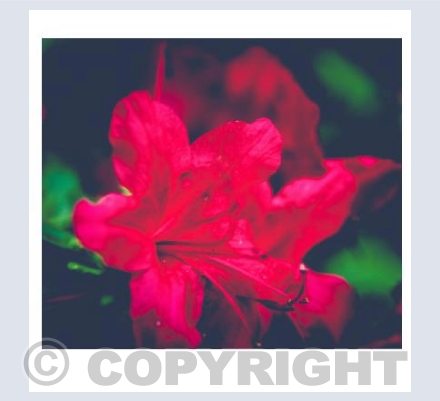Shades Of Red