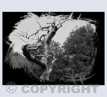 Tree of Faces
