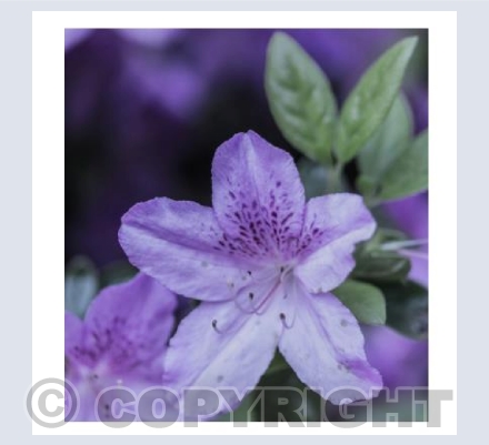 Purple Haze