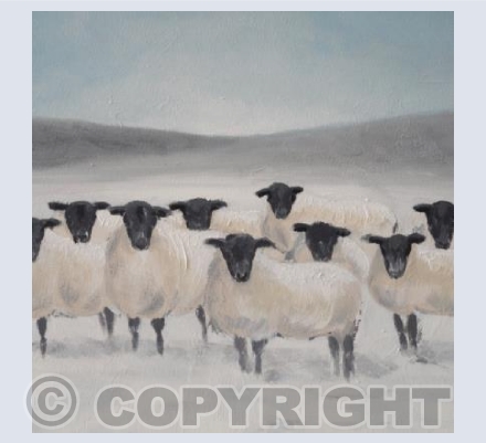 Snowy Sheep