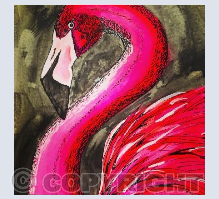 Flamingo