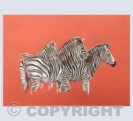 Zebras