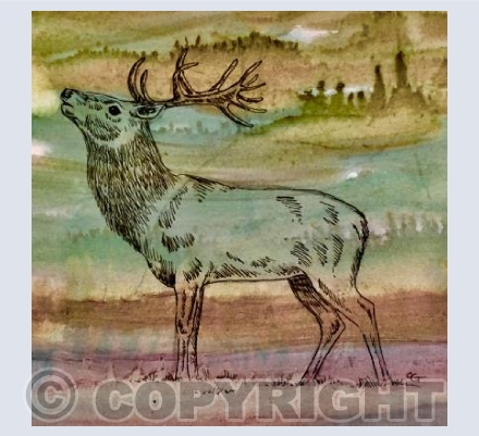 Stag