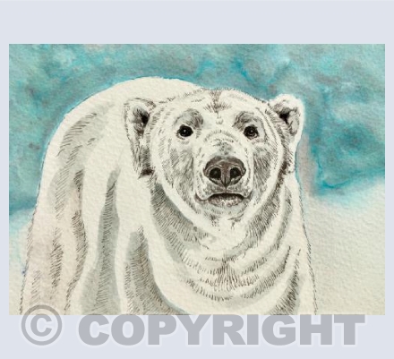 Polar Bear