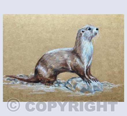 Otter