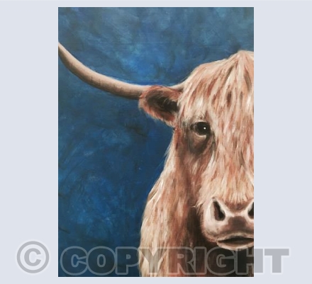 Highland cow
