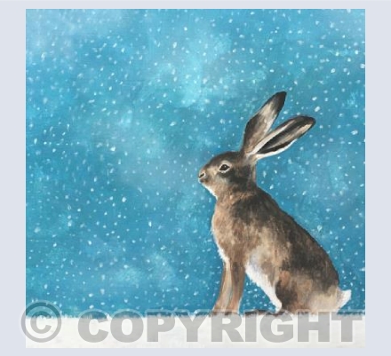 Snowy Hare (colour)