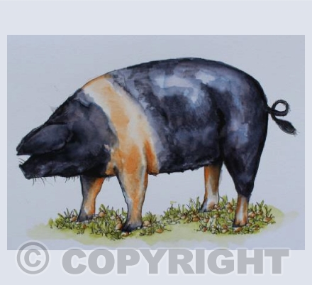 Bertha the Pig