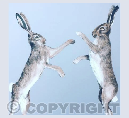 Grey Boxing Hares