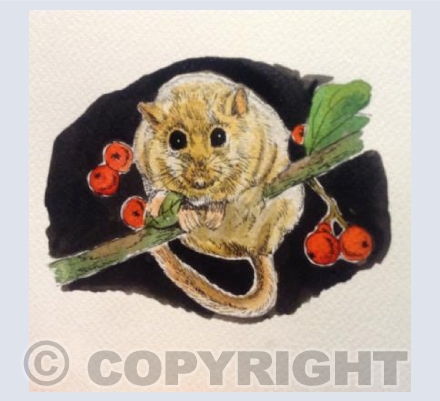 Field Mouse