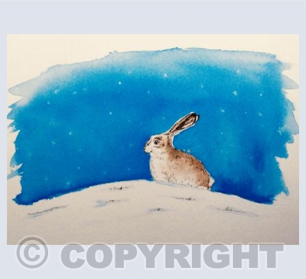 Night time hare in snow