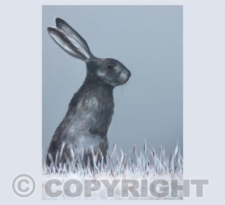 Grey rabbit