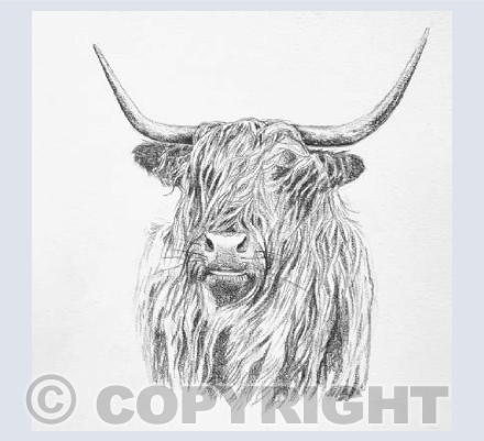 Highland Moo