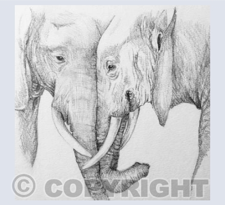 Elephants