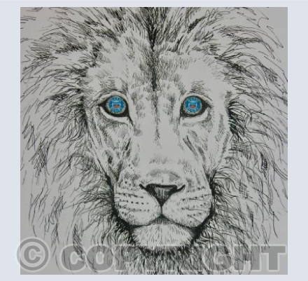 Bath Rugby Lion Sketch
