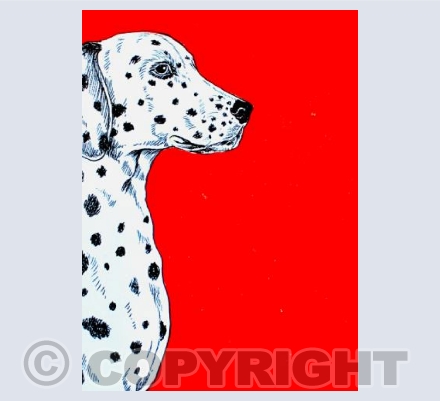 Dalmation