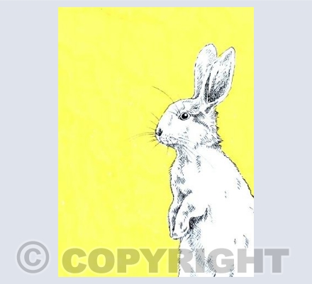 Yellow Rabbit