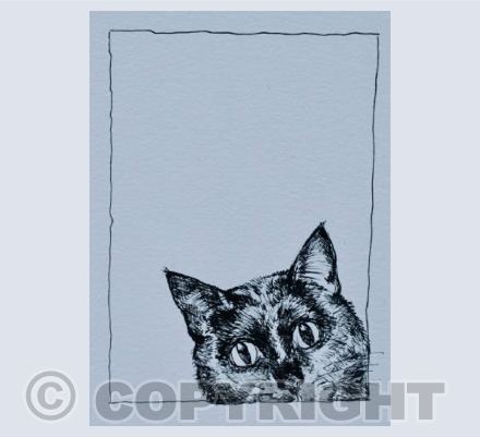 Black cat