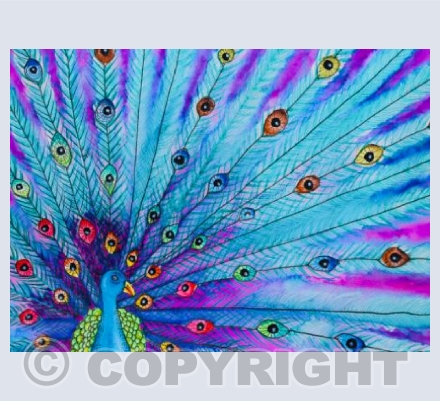 Pink Peacock