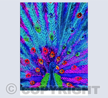 Day Glow Peacock