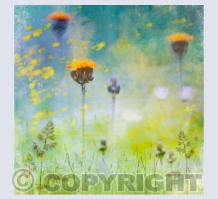 Impression Orange Hawkweed