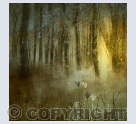 Woodland Dawn