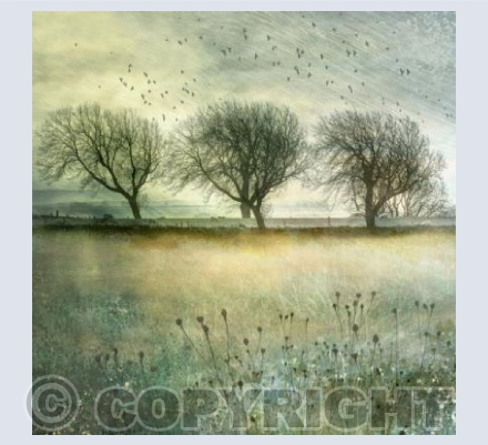 3 Trees at Emley