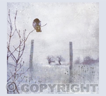 The Winter Crow