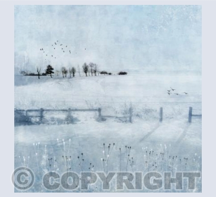 Winter on the Wetland