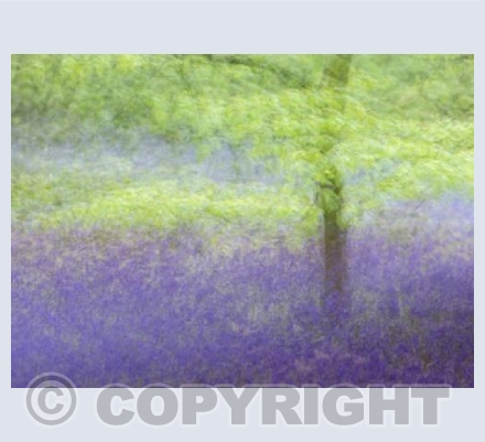 Soft purple and green